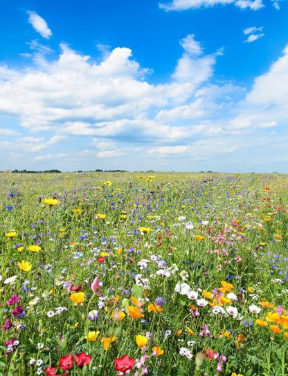 Sommerwiese