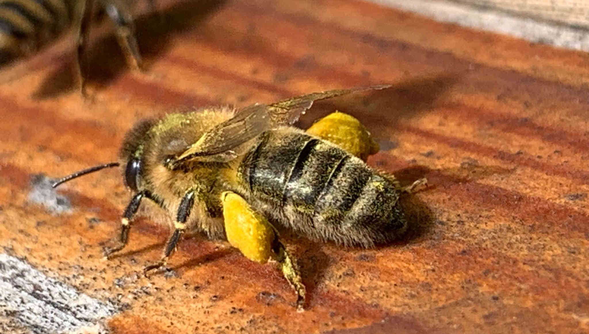 Honigbiene nach der Honigernte mit Pollen 